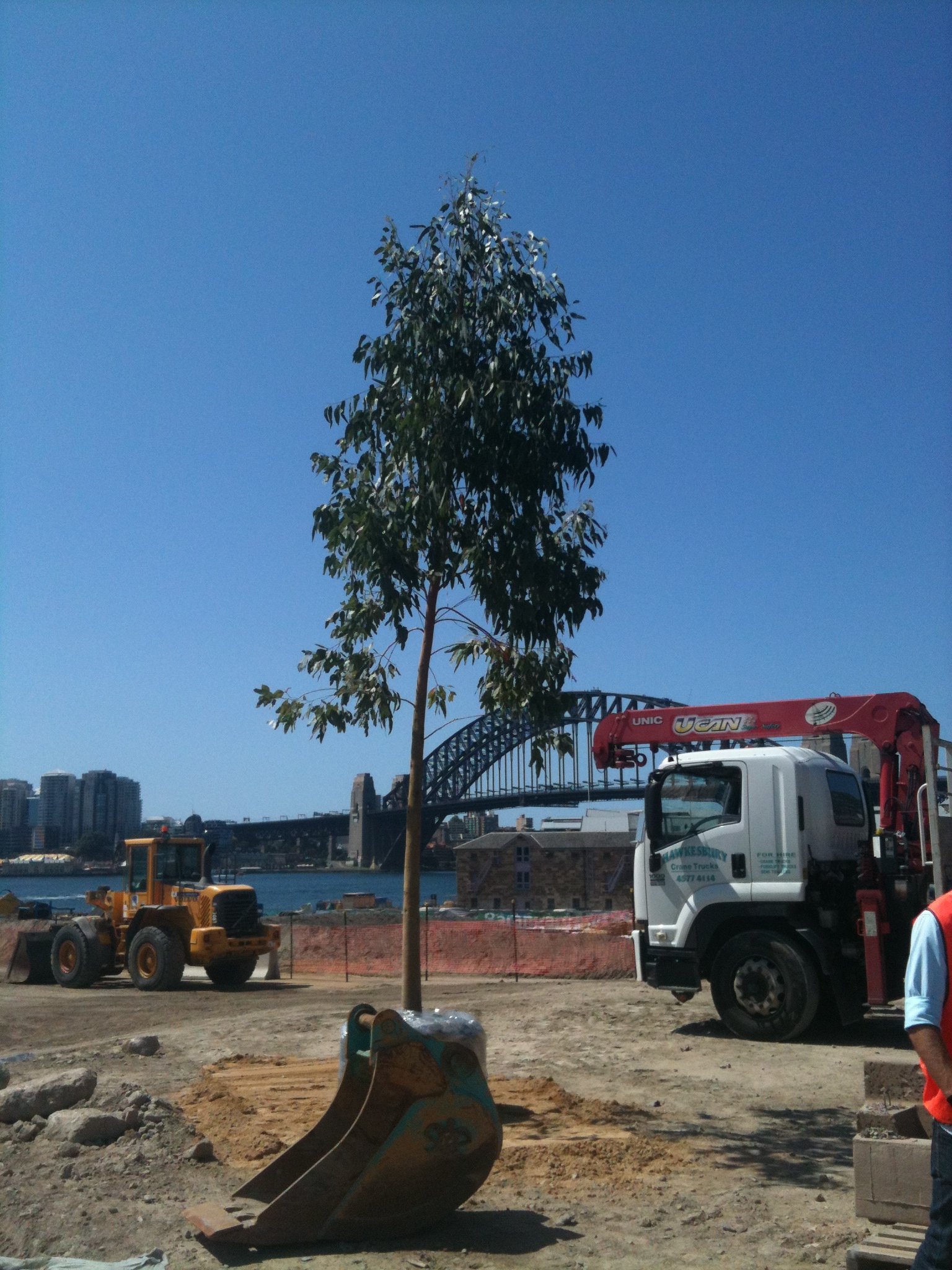 First tree at Barangaroo